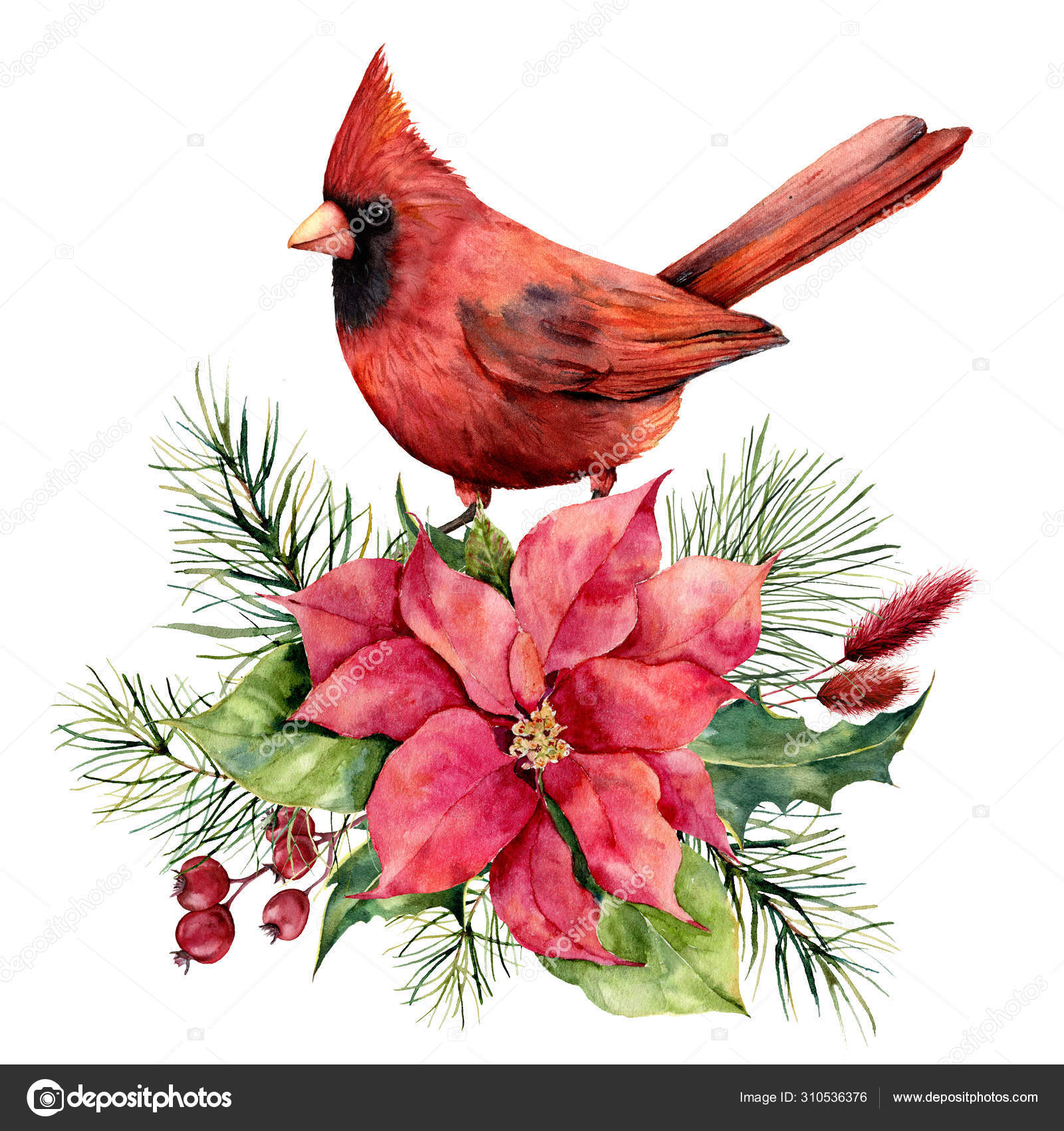 Illustration de Carte de Noël aquarelle avec cardinal, poinsettia et décor  floral. Oiseau peint à la main, fleur traditionnelle et branche de sapin  isolés sur fond blanc. Impression de vacances pour le
