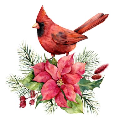 Kardinal, poinsettia ve çiçek dekorile suluboya Noel kartı. El boyalı kuş, geleneksel çiçek ve köknar dalı beyaz arka plan üzerinde izole. Tasarım, baskı veya arka plan için tatil baskısı.