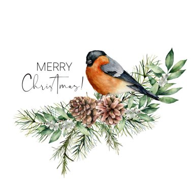 Saka kuşu ve çiçek desenli suluboya Noel kartı. El boyaması kuş, çam kozalakları, köknar ve okaliptüs dalları beyaz arka planda izole edilmiş. Tasarım, yazdırma veya arkaplan için tatil baskısı.