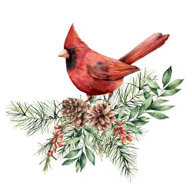 Kardinal ve çiçek desenli suluboya Noel kartı. El boyaması kuş, çam kozalakları, köknar ve okaliptüs dalları beyaz arka planda izole edilmiş. Tasarım, yazdırma veya arkaplan için tatil baskısı.