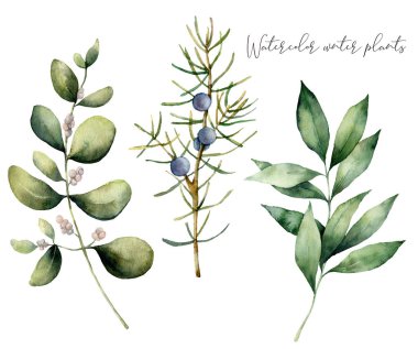 Suluboya ardıç ve okaliptüs seti. El boyaması kış bitkileri. Beyaz arka planda dallar ve böğürtlenler var. Tasarım, baskı, kumaş veya arkaplan için çiçek çizimi.