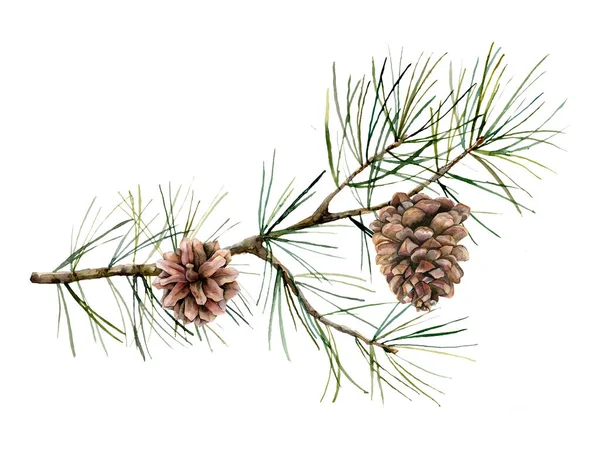 Watercolor botanical set with pine branches and cones. Hand painted winter holiday plants isolated on white background. Floral illustration for design, print, fabric or background. — Stock Photo, Image