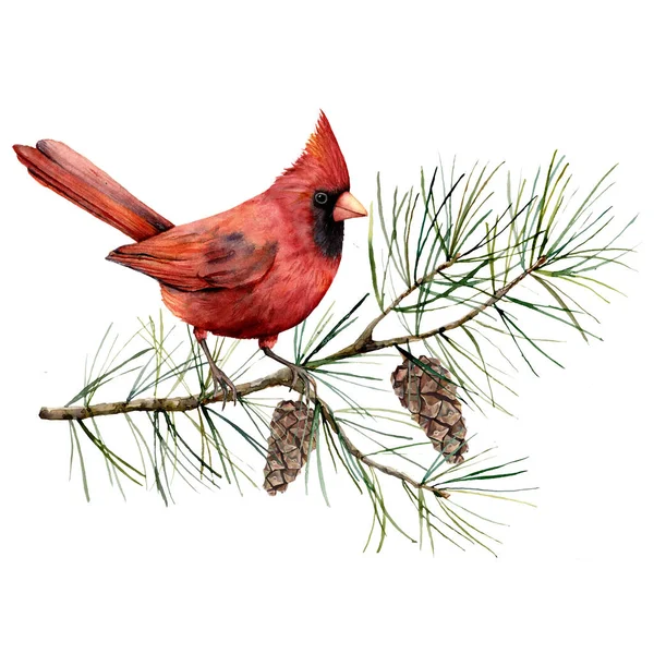 Kardinal kuşla suluboya Noel kompozisyonu. Beyaz arka planda kuş, köknar dalı ve koni içeren el yapımı kış kartı. Tasarım, baskı, kumaş veya arkaplan için çiçek çizimi. — Stok fotoğraf