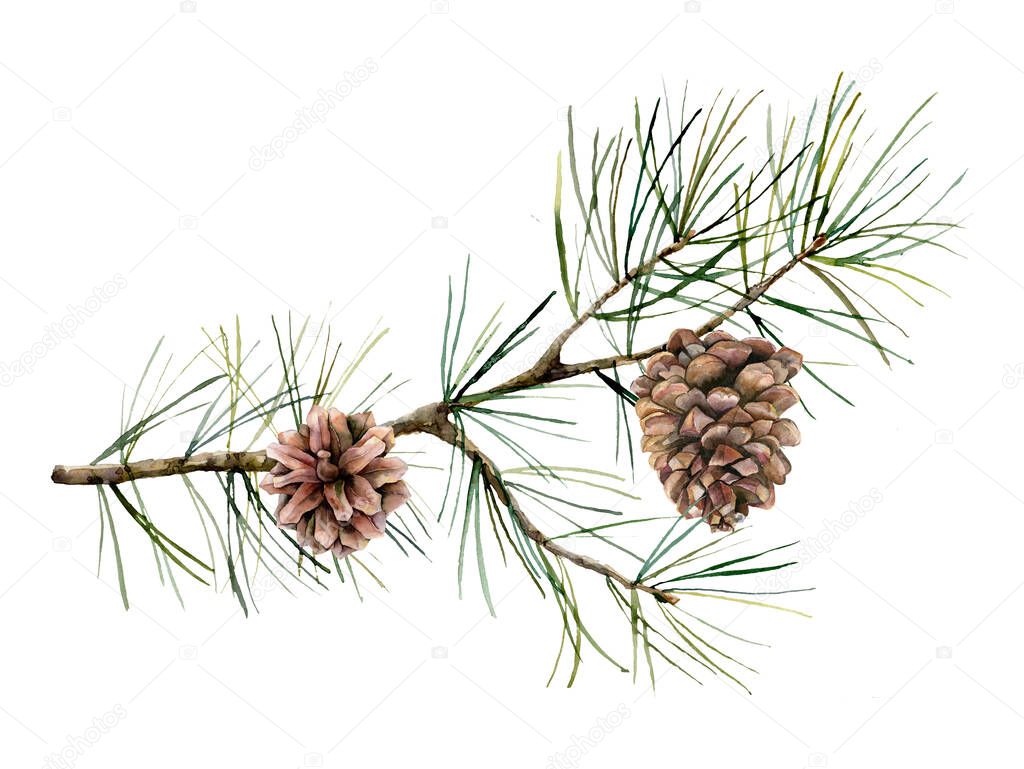 Watercolor botanical set with pine branches and cones. Hand painted winter holiday plants isolated on white background. Floral illustration for design, print, fabric or background.
