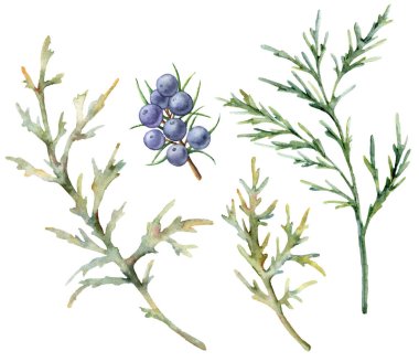 Suluboya ardıç dalları kuruldu. Beyaz arka planda mavi böğürtlenli el boyası her zaman yeşil dal. Tasarım, baskı, kumaş veya arkaplan için çiçek çizimi. Botanik seti.