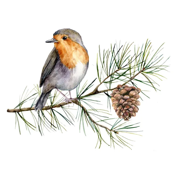 Akvarell jul komposition med robin. Handmålat vinterkort med fågel, gran gren och kon isolerad på vit bakgrund. Blommig illustration för design, tryck, tyg eller bakgrund. — Stockfoto