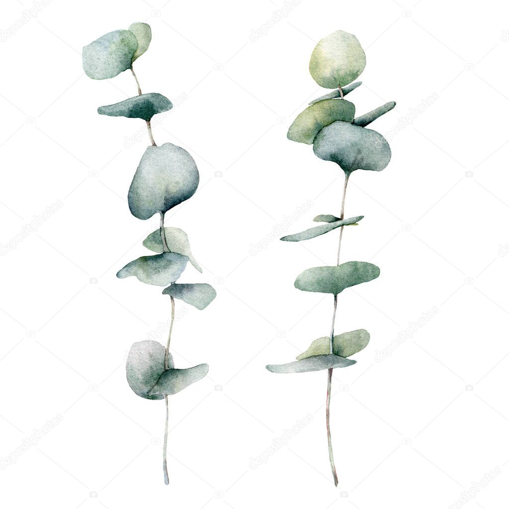 Watercolor baby blue eucalyptus set. Hand painted eucalyptus round leaves and branch isolated on white background. Floral illustration for design, print, fabric or background.