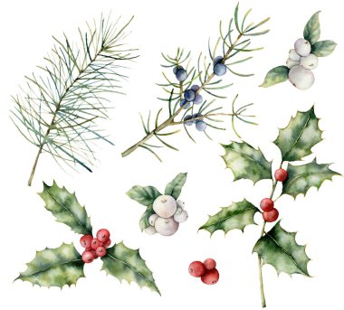 Suluboya böğürtlenler Noel pürüzsüz desen. Kutsal, öksürük şurubu ve beyaz arka planda izole edilmiş ardıç çiçeğiyle el boyaması tatil bitkisi. Tasarım, baskı ve arkaplan için kış çiçekleri çizimi.
