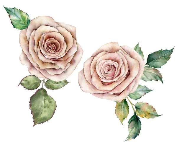 Akvarell rosa rosor och lämnar kort. Handmålade blomsterkomposition med blommor och blad isolerade pÃ ¥vit bakgrund. Botanisk vintage illustration för design, tryck eller bakgrund. — Stockfoto