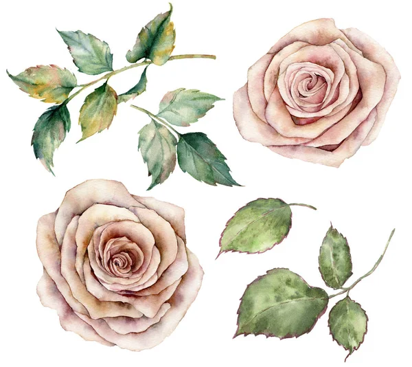 Acuarela rosas rosadas y hojas engastadas. Flores vintage florales pintadas a mano con hojas aisladas sobre fondo blanco. Ilustración botánica para diseño, impresión o fondo . — Foto de Stock