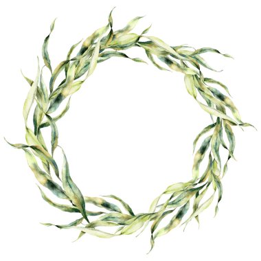 Yeşil laminaryalı suluboya çelenk. Beyaz arka planda yosun yaprakları olan el boyası okyanus çiçekleri çizimi. Tasarım, baskı, kumaş veya arkaplan için.