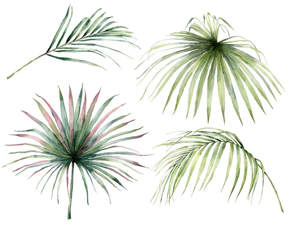 Palmiye yapraklı suluboya tropikal set. Beyaz arka planda el yapımı egzotik dallar. Tasarım, baskı, kumaş veya arkaplan için çiçek çizimi. Orman şablonu. — Stok fotoğraf