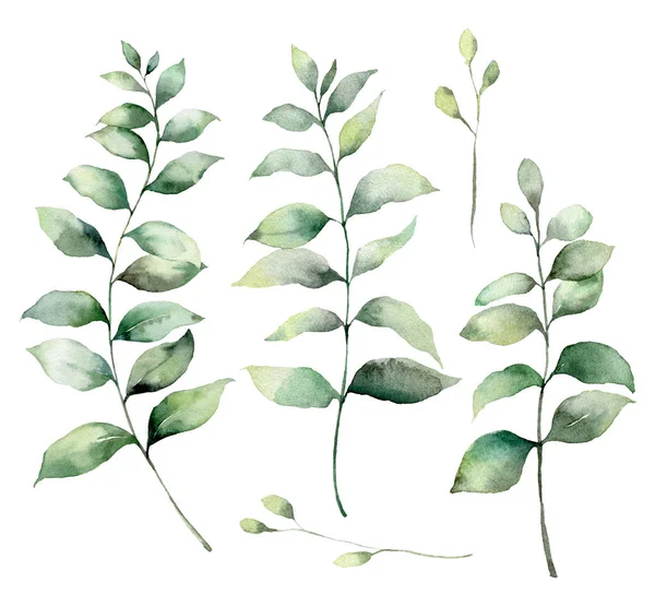 Watercolor Eucalyptus Leaves Ilration Isolated On The White Background Stock Photo By Nereia 293074700 - How To Paint Eucalyptus Leaves