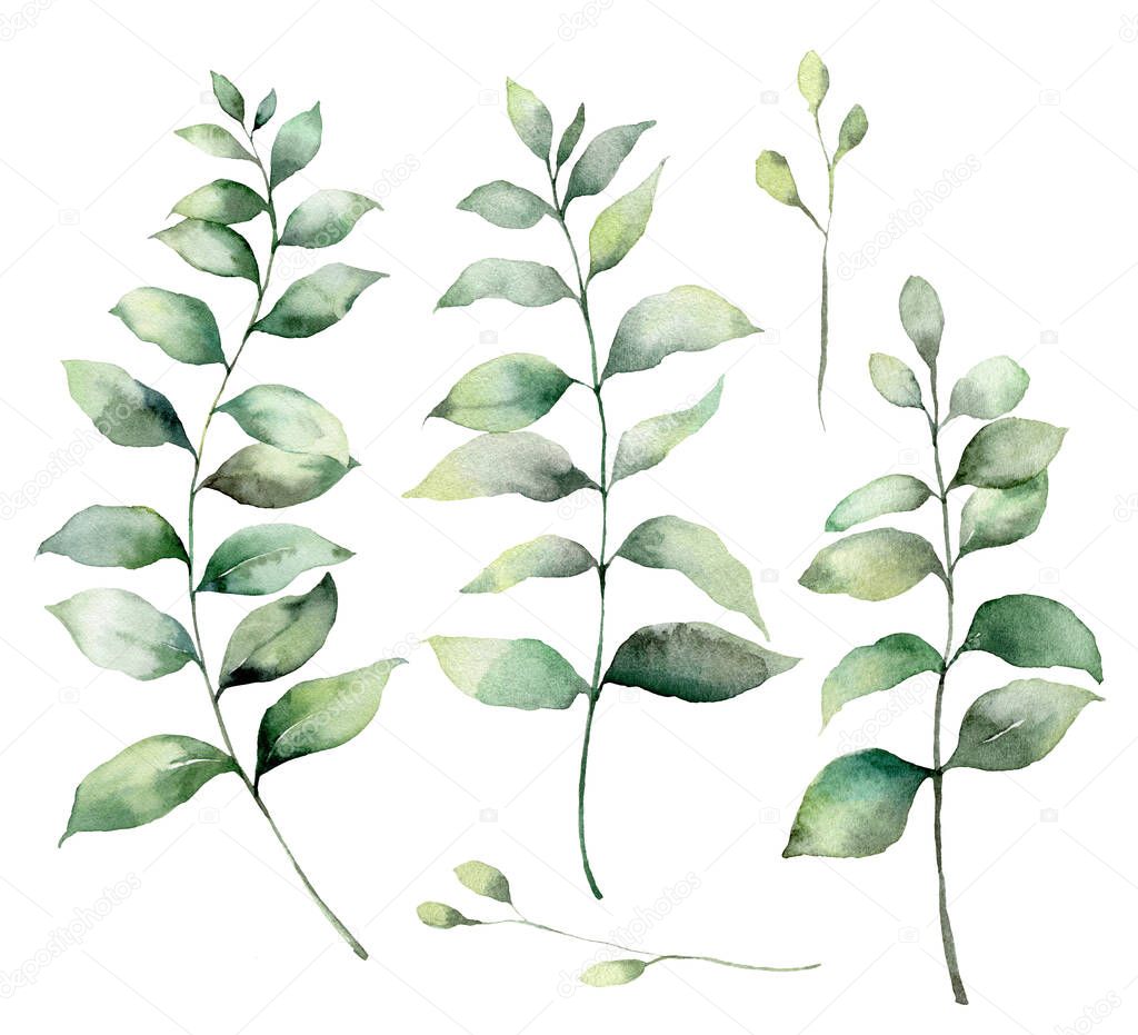 Set of watercolor eucalyptus branches. Hand painted eucalyptus thick branches and leaves isolated on a white background. Flower illustration for design, print, fabric, or background. Botanical set.