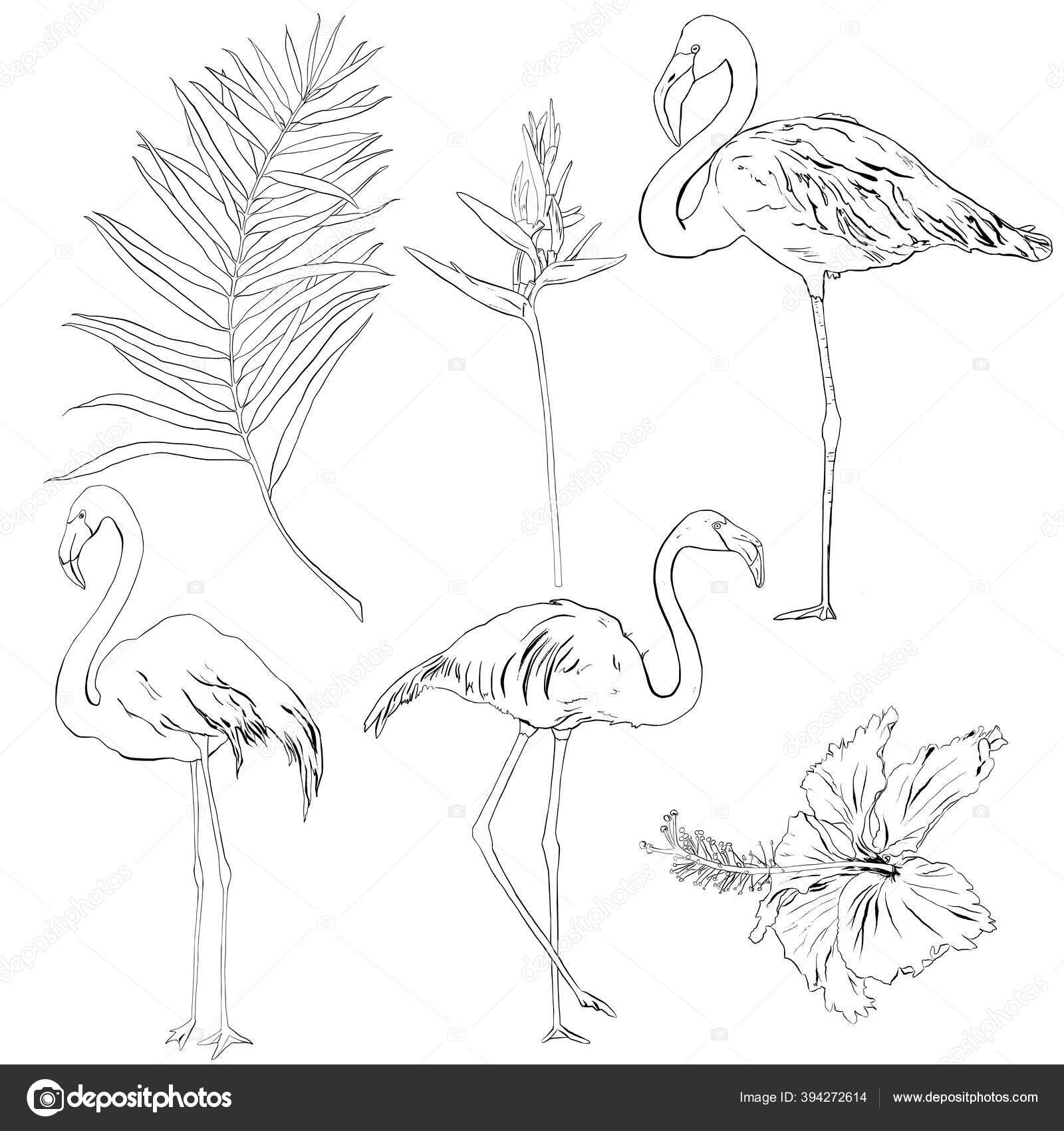 フラミンゴ ヤシの葉 ハイビスカス ストレリッツィアとベクトル熱帯線セット 手描き の鳥やデザイン プリントや背景のための白い背景に隔離された野生生物の花のイラスト ストックベクター C Derbisheva