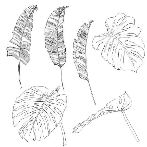 Ensemble linéaire tropical vectoriel avec des feuilles noires de banane et de monstère. Branches et rameaux de palmiers peints à la main isolés sur fond blanc. Illustration de jungle florale pour la conception, l'impression ou le fond. — Image vectorielle