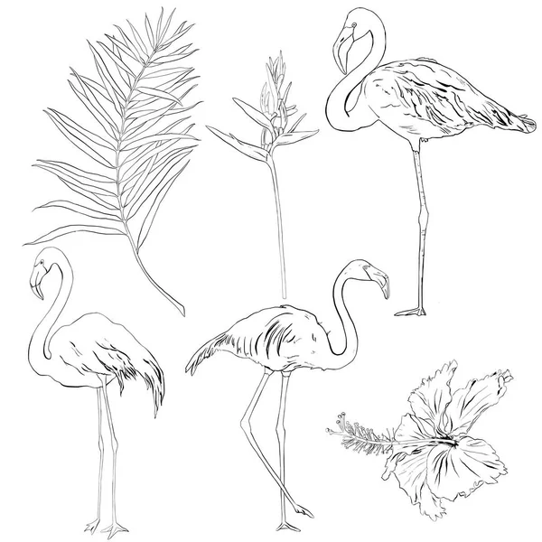 Ensemble vectoriel linéaire tropical avec flamants roses, feuilles de palmier, hibiscus et strelitzia. Oiseaux et fleurs dessinés à la main illustration de la faune isolée sur fond blanc pour la conception, l'impression ou le fond. — Image vectorielle