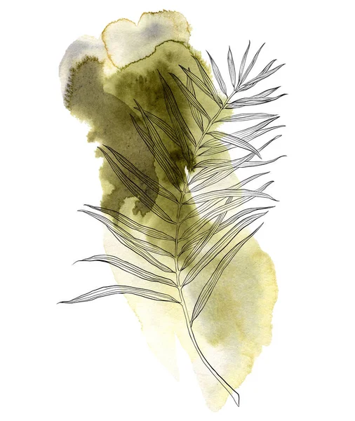 Linha aquarela arte ramo de palma. Folhas abstratas tropicais pintadas à mão e pincel verde isolado sobre fundo branco. Ilustração floral para desenho, impressão, tecido ou fundo . — Fotografia de Stock