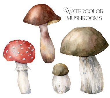 Mantarlı suluboya sonbahar seti. Beyaz arka planda elle boyanmış manita muscaria ve boletus. Tasarım, baskı veya arkaplan için Botanik Ormanı illüstrasyonu.