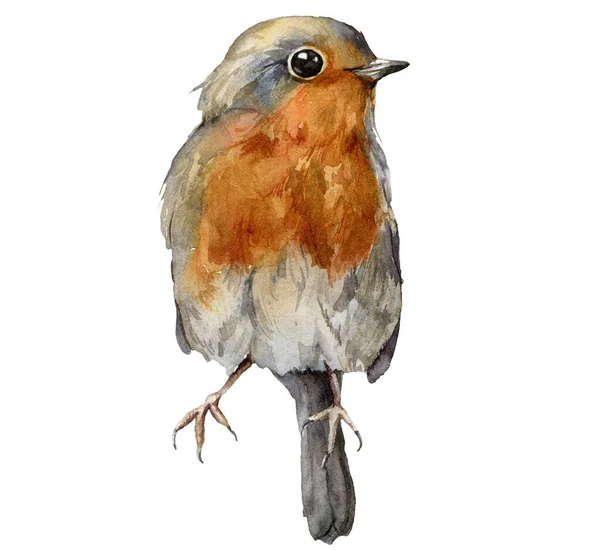 Tarjeta acuarela con robin redbreast. Pájaro pintado a mano aislado sobre fondo blanco. Ilustración de vida silvestre para diseño, impresión, tela o fondo. — Foto de Stock