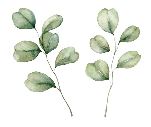 Aquarel herfst set met zilveren dollar eucalyptus takken en bladeren. Met de hand beschilderde rustieke kaart geïsoleerd op witte achtergrond. Bloemen illustratie voor ontwerp, print, stof of achtergrond. — Stockfoto