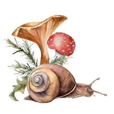 Mantarlı ve salyangozlu suluboya sonbahar kompozisyonu. Beyaz arka planda elle boyanmış manita muscaria ve chanterelle. Tasarım, baskı veya arkaplan için Botanik Ormanı illüstrasyonu.