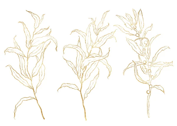 Akvarell őszi arany készlet lineáris eukaliptusz ágak. Kézzel festett levelek elszigetelt fehér háttérrel. Virágillusztráció tervezés, nyomtatás, szövet vagy háttér számára. — Stock Fotó