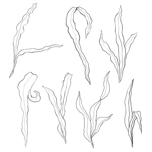 Watercolor seaweed line art set with laminaria branches. Hand painted underwater floral illustration with algae leaves isolated on white background. Kelp for design, fabric or print. — Stock Vector