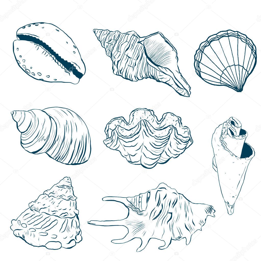 Watercolor sea shells line art set. Hand painted underwater element illustration isolated on white background. Aquatic illustration for design, print or background.