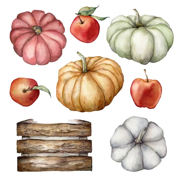 Podzimní sbírka akvarelů s dýněmi, jablky, listy a dřevěnou krabicí. Ručně malované tykve izolované na bílém pozadí. Botanická ilustrace pro design, tisk nebo pozadí. — Stock fotografie