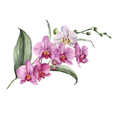 Beyaz ve pembe orkideli suluboya buket. Beyaz arka planda çiçekli, dallı ve yapraklı el yapımı tropikal kart. Tasarım, baskı ve arkaplan için çiçek çizimi.