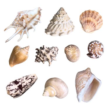 Tropik deniz kabuğu seti fotoğrafı. Beyaz arka planda izole edilmiş. Tasarım, baskılar, kumaş veya arkaplan için