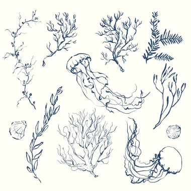 Deniz yosunu ve denizanalarından oluşan vektör mercan resifleri. Beyaz arka planda izole edilmiş su altı doğrusal çizimi. Tasarım, baskılar, kumaş veya arkaplan için