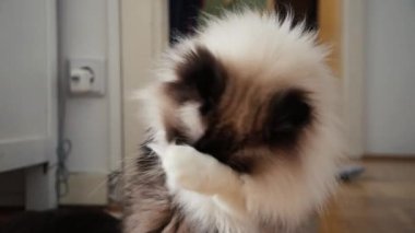 Beyaz tüylü erkek bir Ragdoll kedinin yakın plan çekimi. Kendini evde tımar ediyor. 4K 'da 24Fps' de yakalandı..