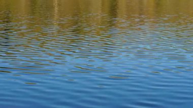 Sakin mavi bir gölün yüzeyinde dalgalanmalar yaratan küçük dalgaların 4K videosu.