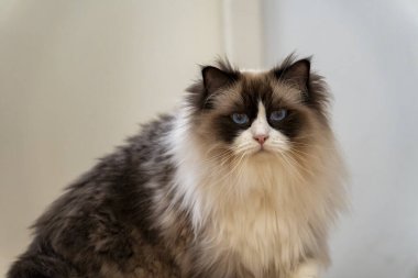 Muhteşem bir Ragdoll kedisi, çarpıcı mavi gözleri ve pofuduk, uzun saçlı bir ceketi var. Tarafsız bir arkaplanda, kameraya bakarak zarif bir şekilde oturuyor..