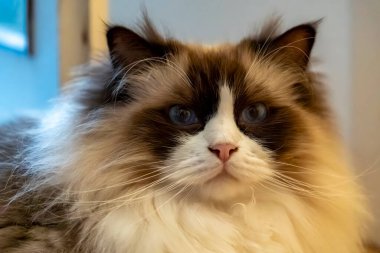 Pofuduk, mavi gözlü, pembe burunlu tüylü, krem, kahverengi ve beyaz kürklü yumuşak, lüks bir kürkü olan tüylü bir oyuncak kedi portresi..