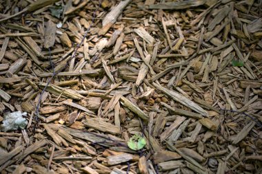 İnce talaş geri dönüştürülmüş. Dalları ve yaprakları üzerindeki fişlere yalan.