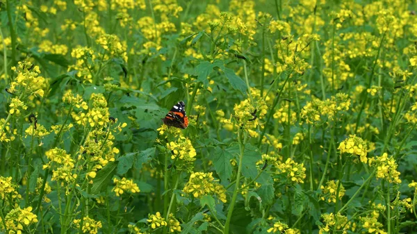 Butterfly pollinates mustard flowers. Mustard field. Caterpillars of butterflies eat leaves of mustard. Flora and fauna.