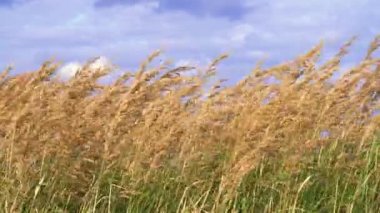 Altın alan kulak buğday gökyüzü karşı. Bulutlu gökyüzü.