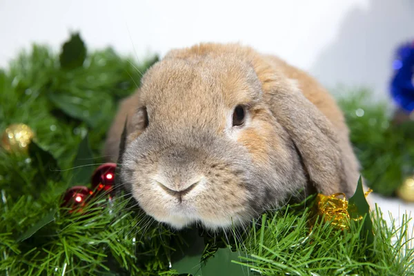 Home Decorative Rabbit Decorated Background New Year Style Рождественские Украшения — стоковое фото