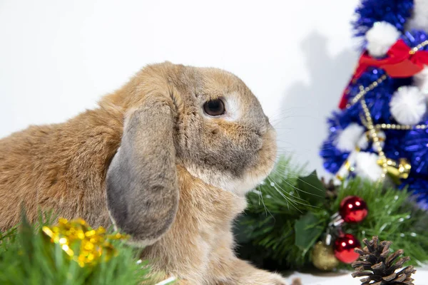 家庭装饰兔子在装饰背景上的新年风格 圣诞装饰与松果和礼物与金丝 圣诞节和新年假期 — 图库照片