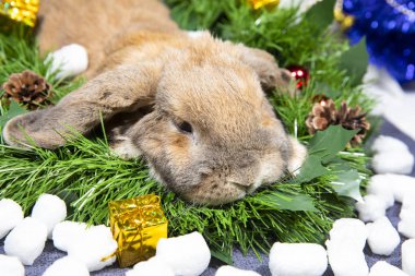 Yapay kar ile yeni yıl tarzında dekore edilmiş bir arka plan üzerinde ev dekoratif tavşan. Noel süsleri çam kozalakları ve hediyeler ile gelin teli ile. Noel ve yeni yıl tatilleri.