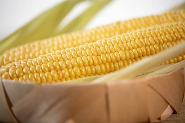 Olgun kesilmiş mısır şekeri koçanı hasır bir sepette yatıyor. Sarı mısır taneleri.