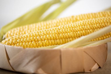 Olgun kesilmiş mısır şekeri koçanı hasır bir sepette yatıyor. Sarı mısır taneleri.