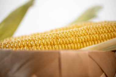 Olgun kesilmiş mısır şekeri koçanı hasır bir sepette yatıyor. Sarı mısır taneleri.