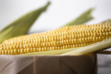 Olgun kesilmiş mısır şekeri koçanı hasır bir sepette yatıyor. Sarı mısır taneleri.