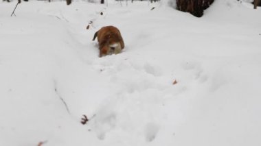 Küçük dekoratif tavşan ram doğurmak snowdrifts atlar. Kar iz. Kameraya doğru kış kar üzerinden şirin bir tavşan çalışır.