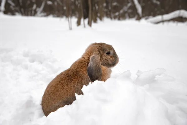 A small decorative rabbit of ram breed eat snow and digs a hole. A cute rabbit on the winter snow.