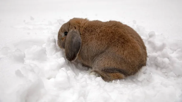 A small decorative rabbit of ram breed eat snow and digs a hole. A cute rabbit on the winter snow.